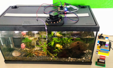 Automatic fish-feeder in the aquarium.